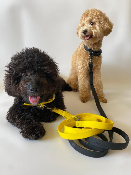 Kanoé Waterproof Dog Collar & Leash