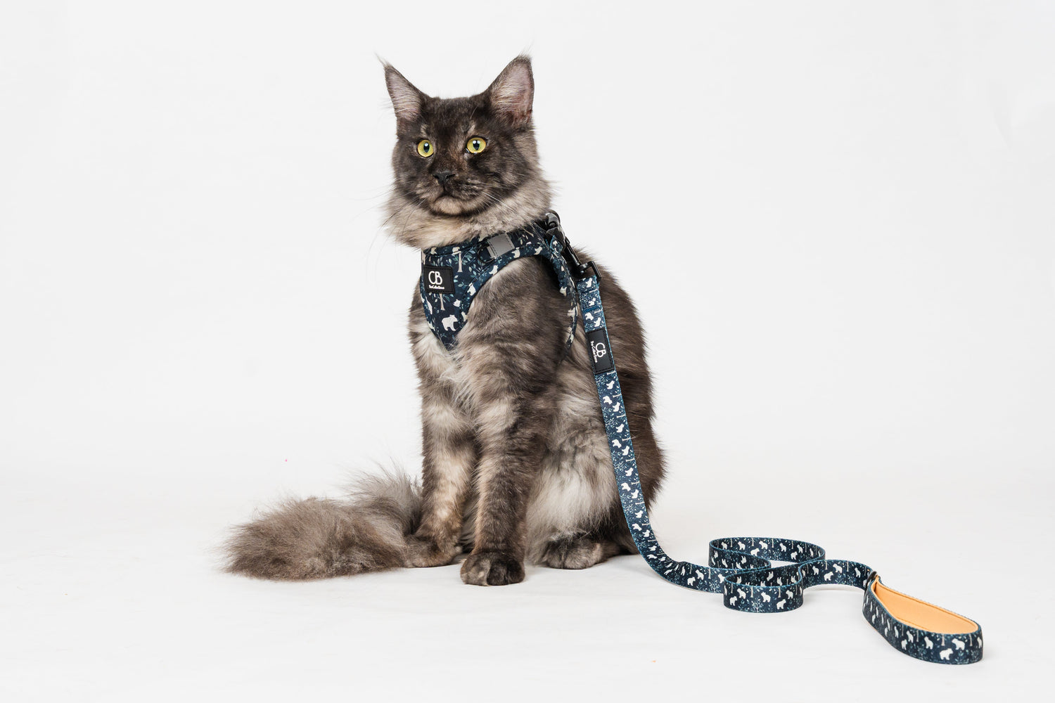 Cat Collars and Harnesses