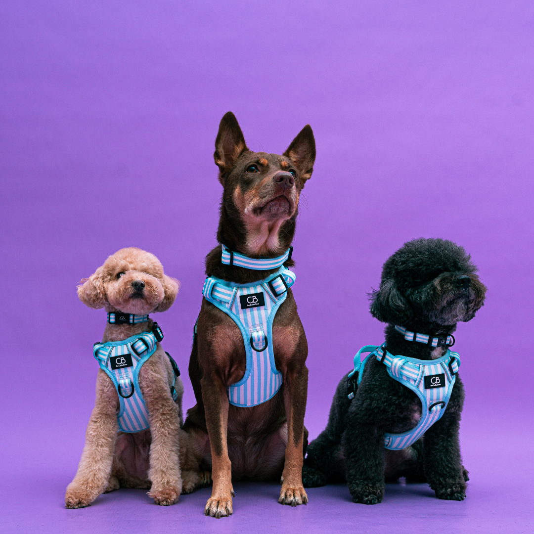 Oxford Active No-Pull Harness in Coastal Blue (Stripes)