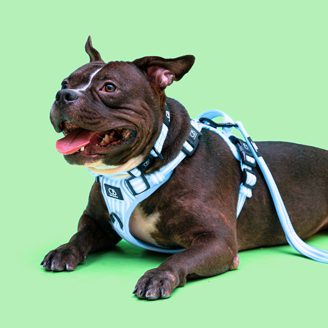 Oxford Active No-Pull Harness in Coastal Blue (Stripes)