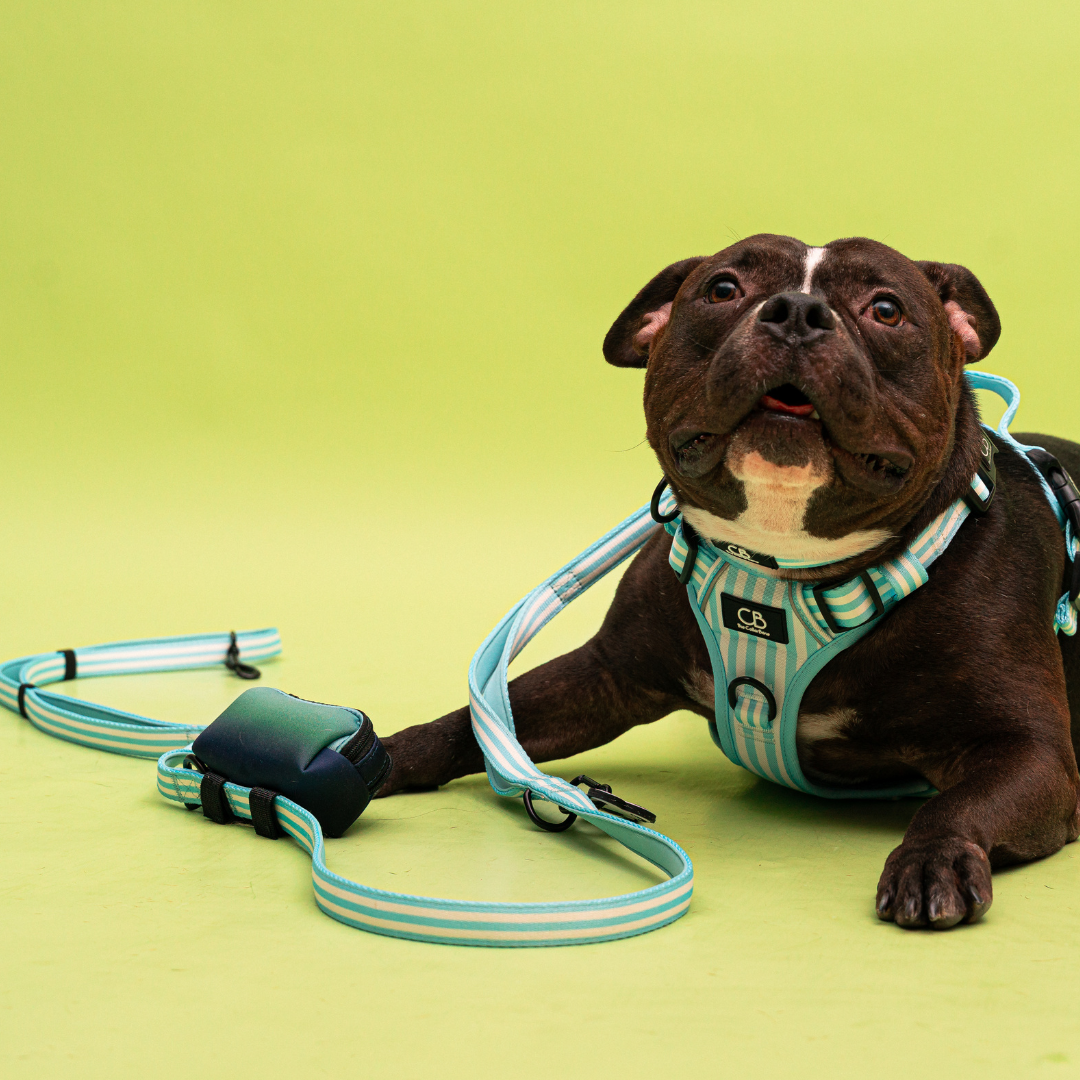 Oxford Active No-Pull Harness in Coastal Blue (Stripes)