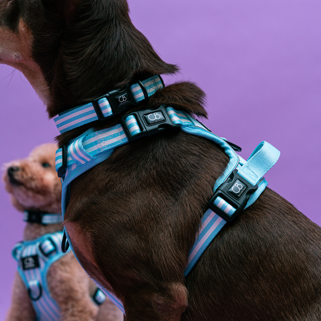 Oxford Active No-Pull Harness in Coastal Blue (Stripes)