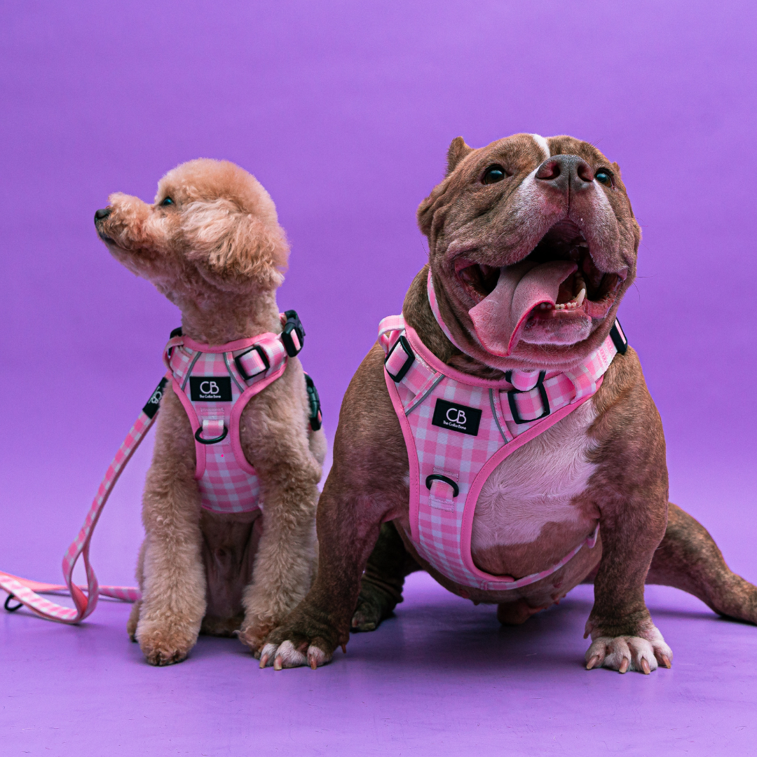 Oxford Active No-Pull Harness in Penelope Pink (Gingham)