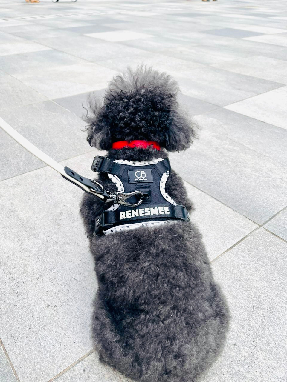 Oxford Active No-Pull Harness in Back in Black