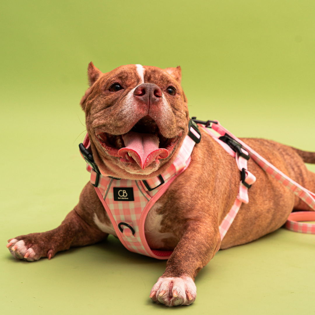 Oxford Active No-Pull Harness in Penelope Pink (Gingham)
