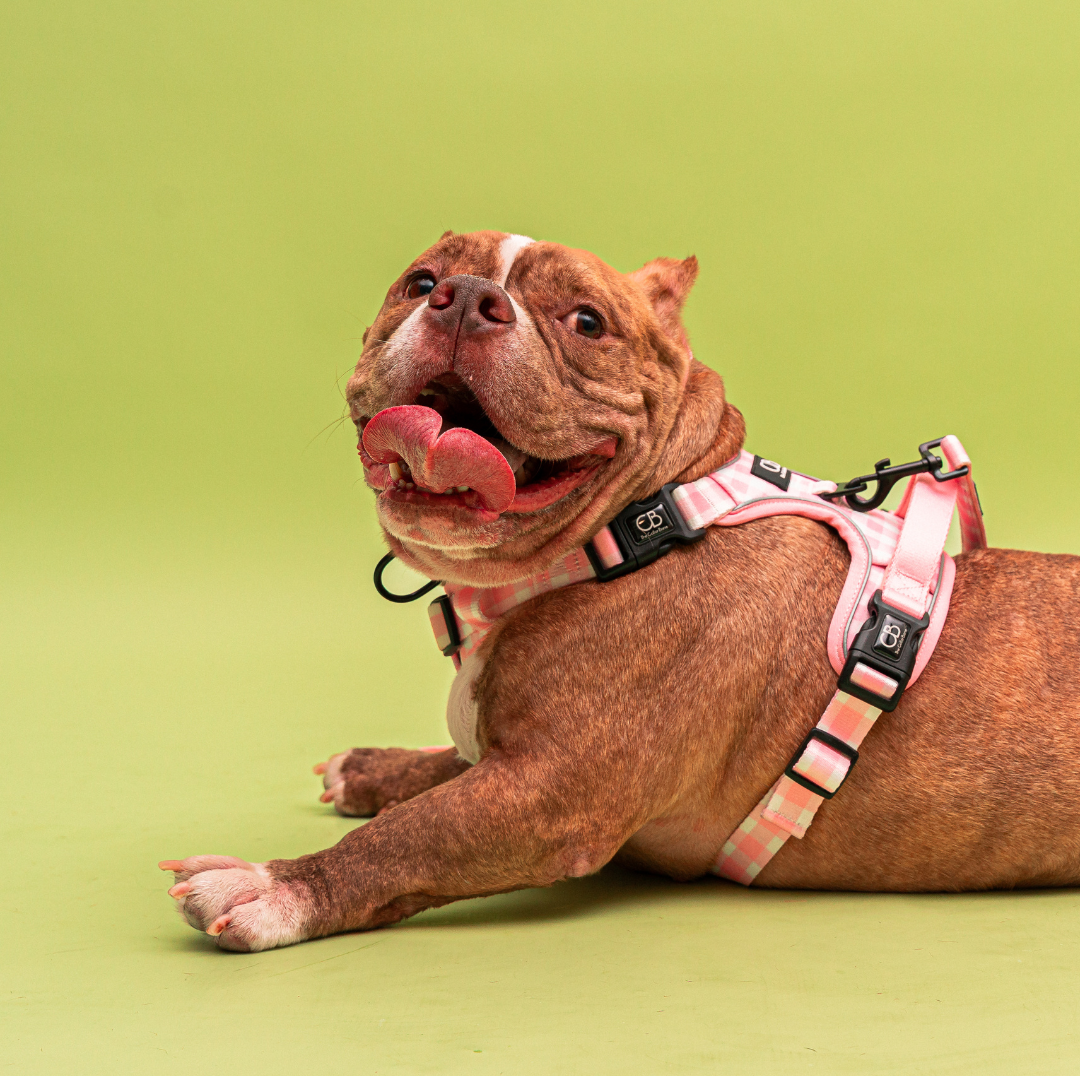 Oxford Active No-Pull Harness in Penelope Pink (Gingham)