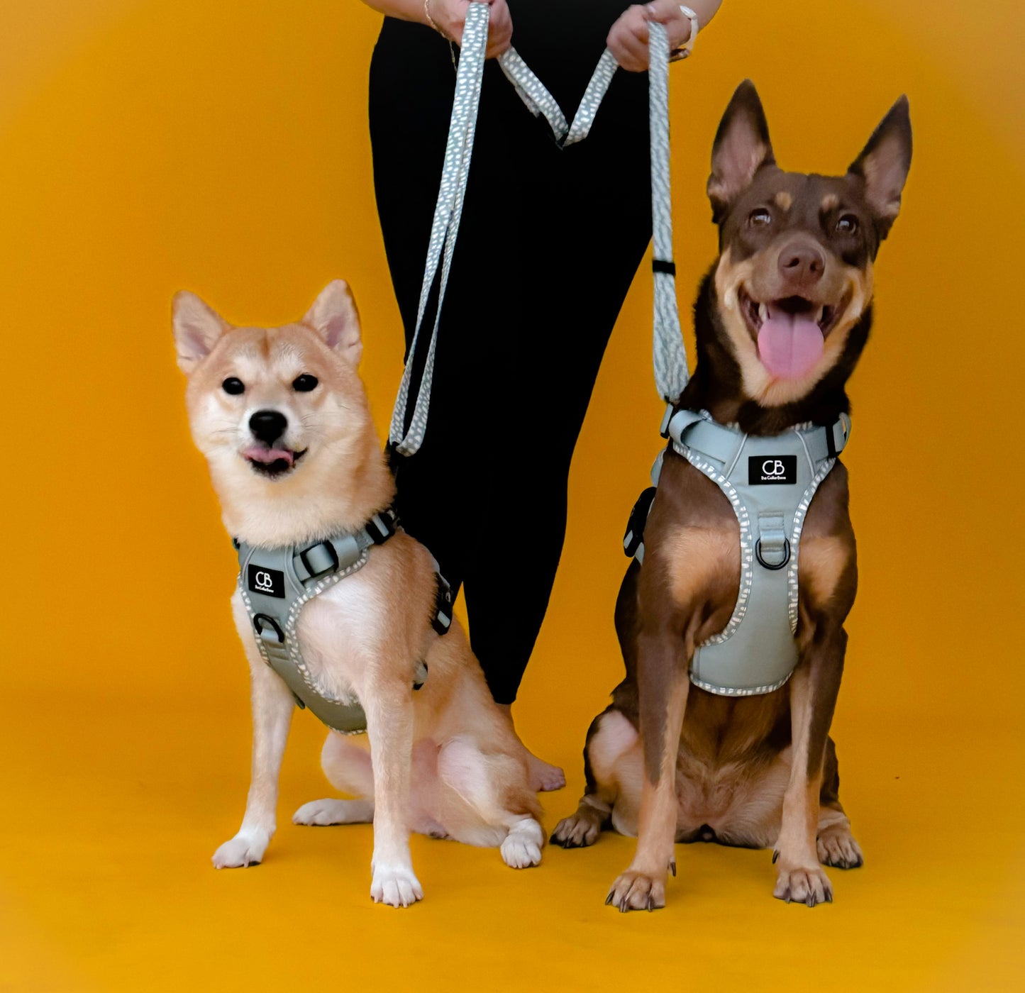 Oxford Active No-Pull Harness in Sage Green