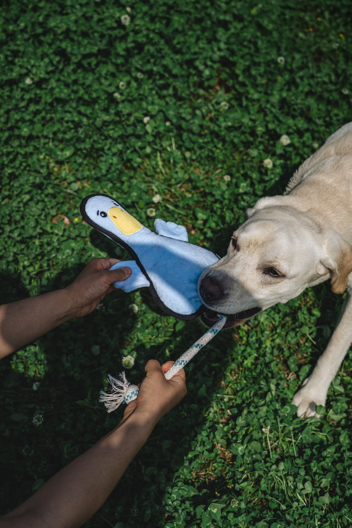 V-Pet Rough & Tough Welcome to the Farm Collection - Duck