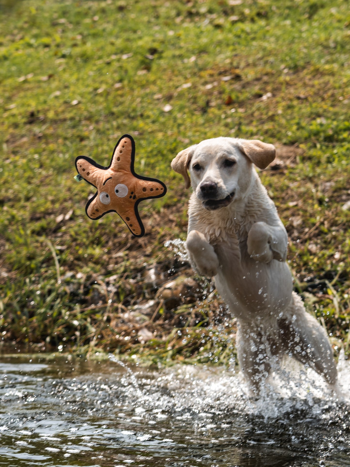 V-Pet Rough & Tough Wave Warriors Collection - Starfish