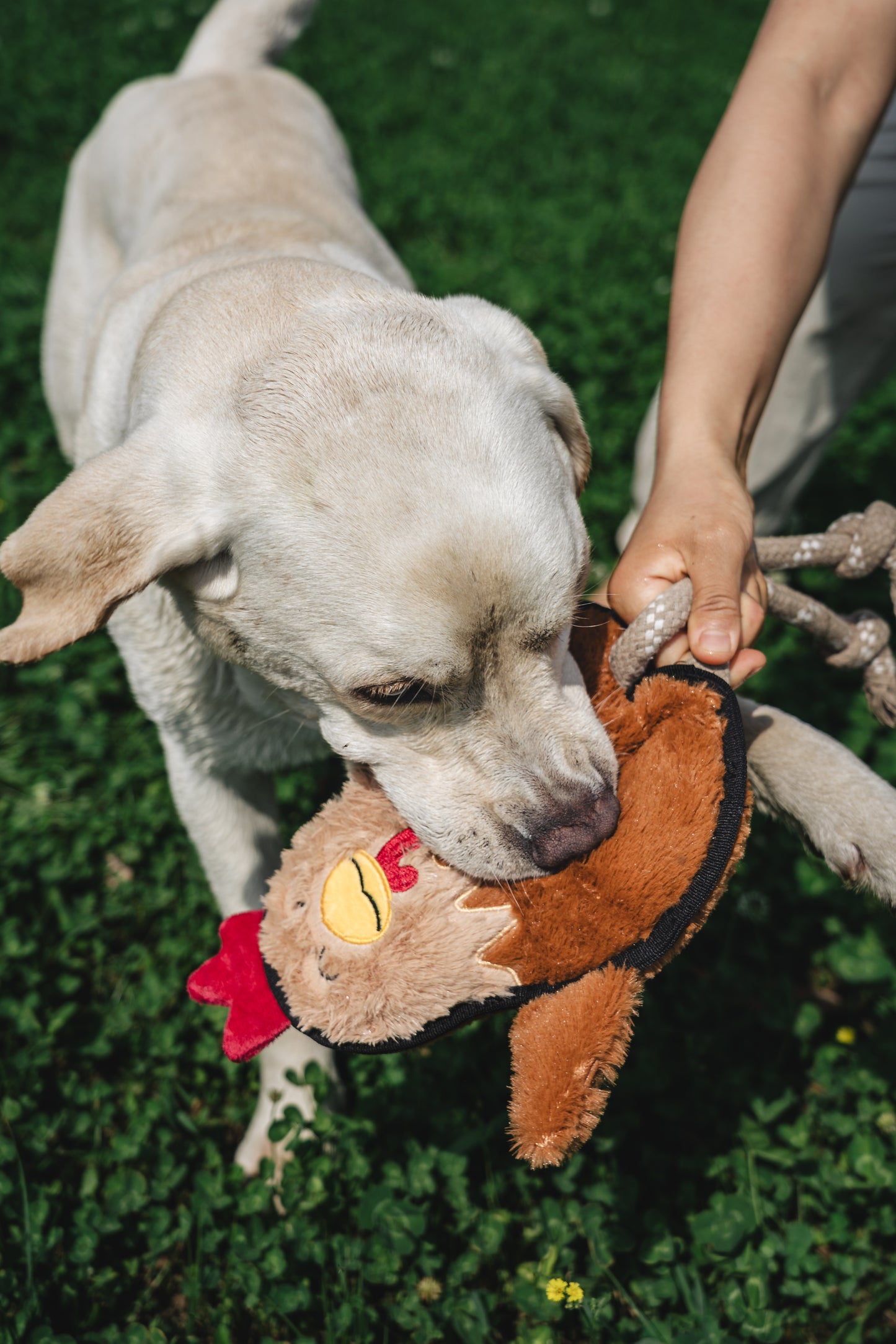 V-Pet Rough & Tough Welcome to the Farm Collection - Hen