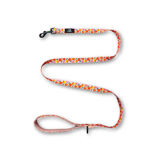 Classic Leash in Apple of My Eye