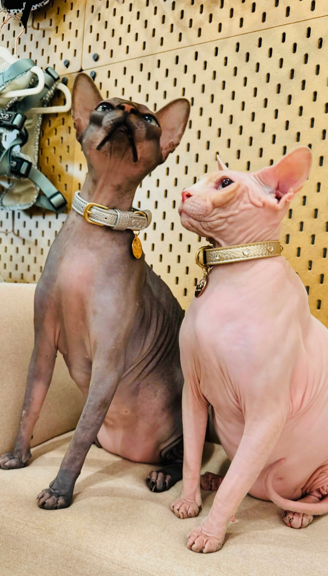 Zaara Bijou Embellished Vegan Leather Cat/Dog Collar in Gold (Special Edition)