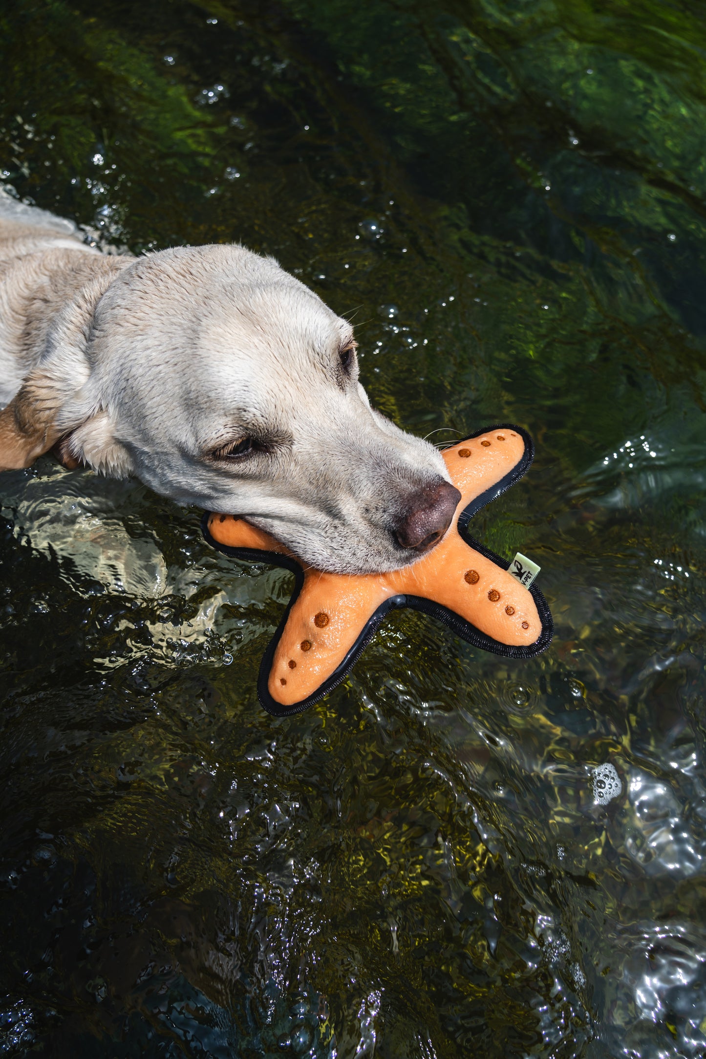 V-Pet Rough & Tough Wave Warriors Collection - Starfish
