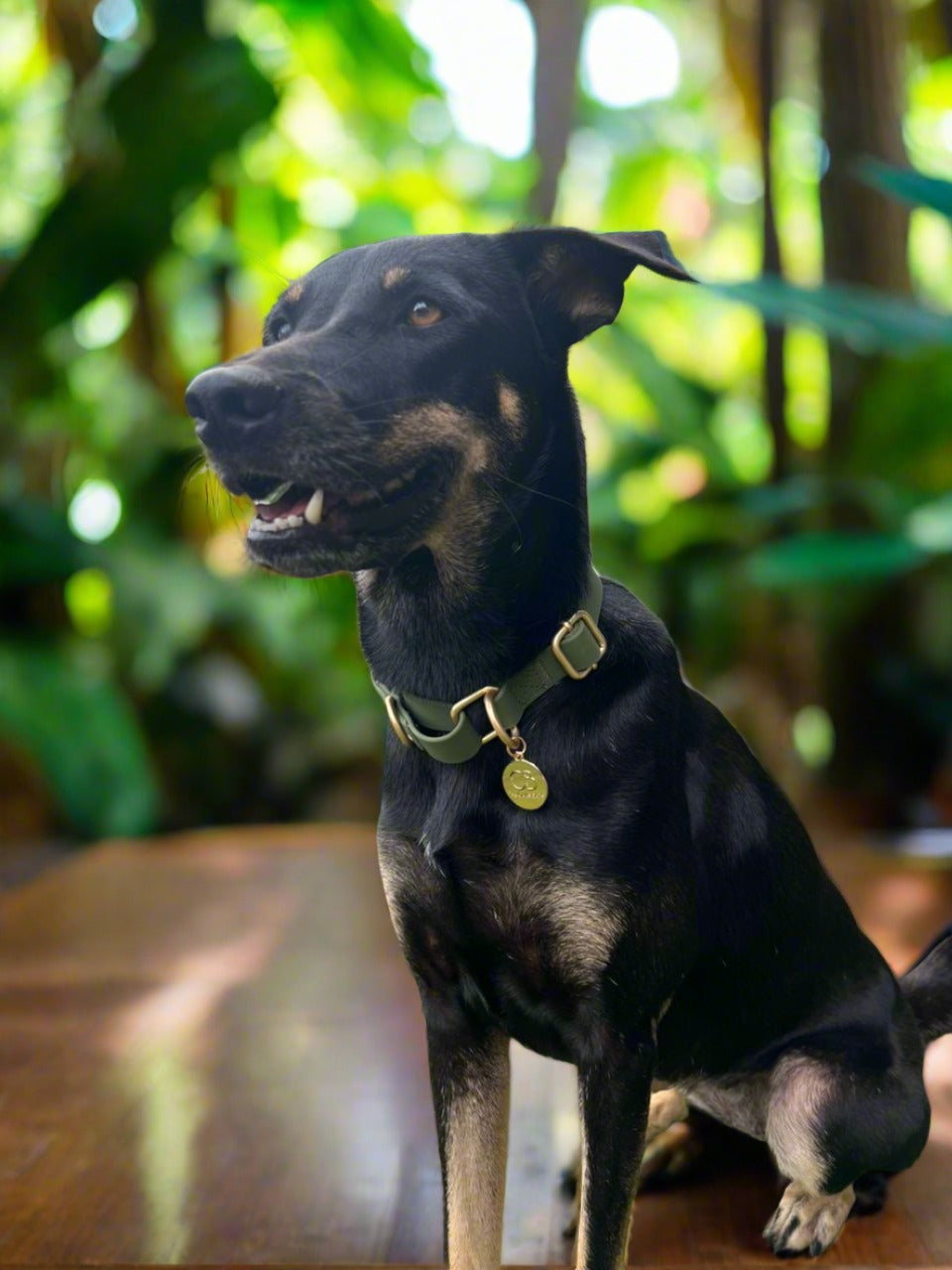 Oceane Waterproof Martingale Collar in Khaki Green