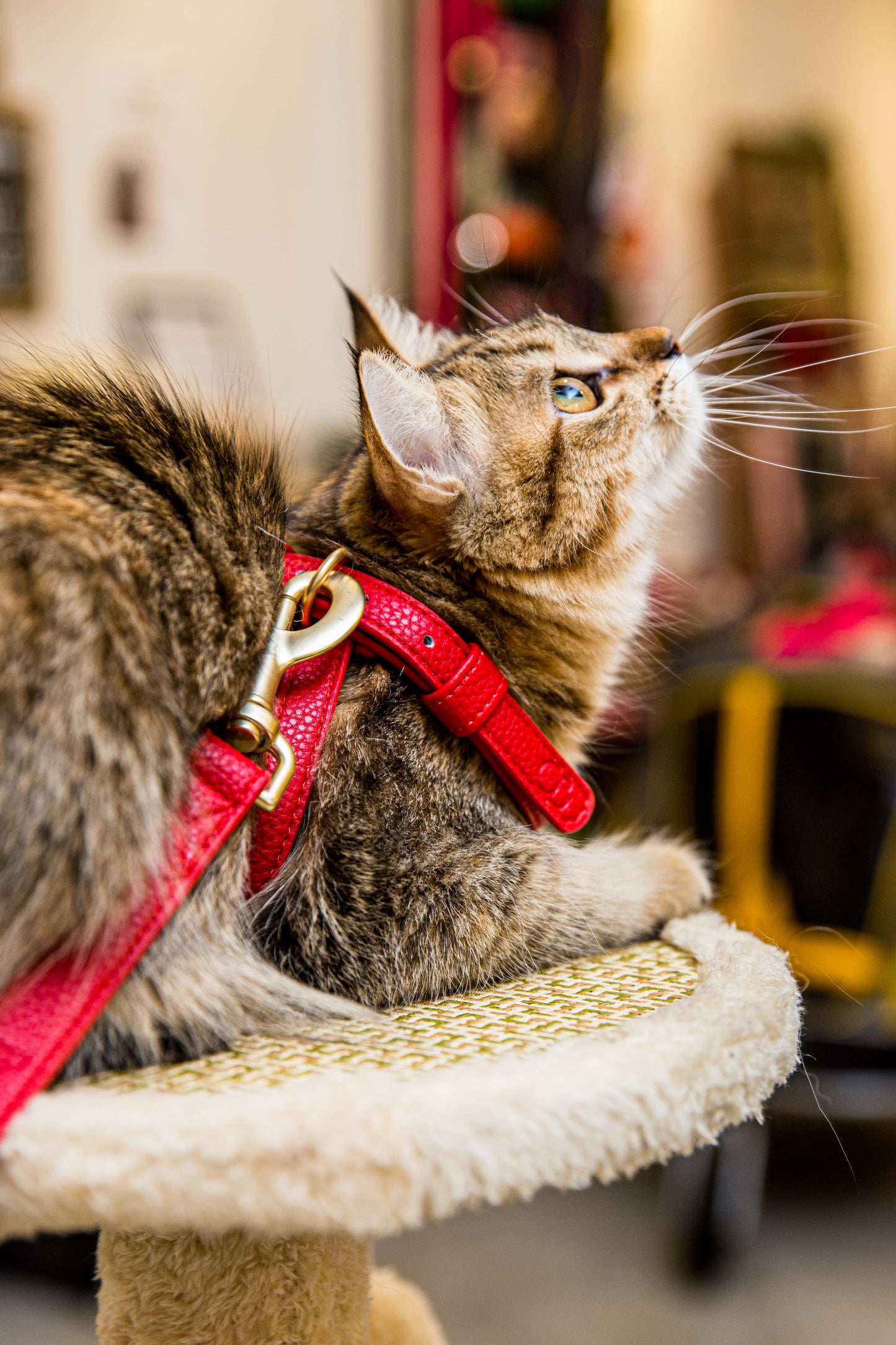 Zaara Vegan Leather Harness in Velvet Red