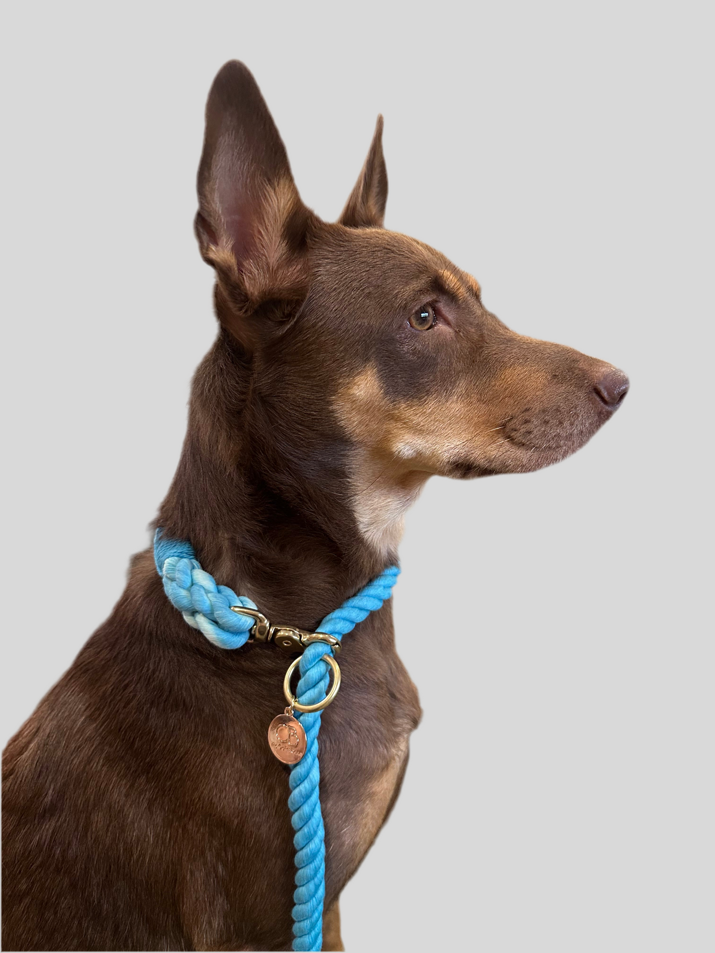Knotty Multiway Handsfree Training Rope Leash in Ombre Blue Green