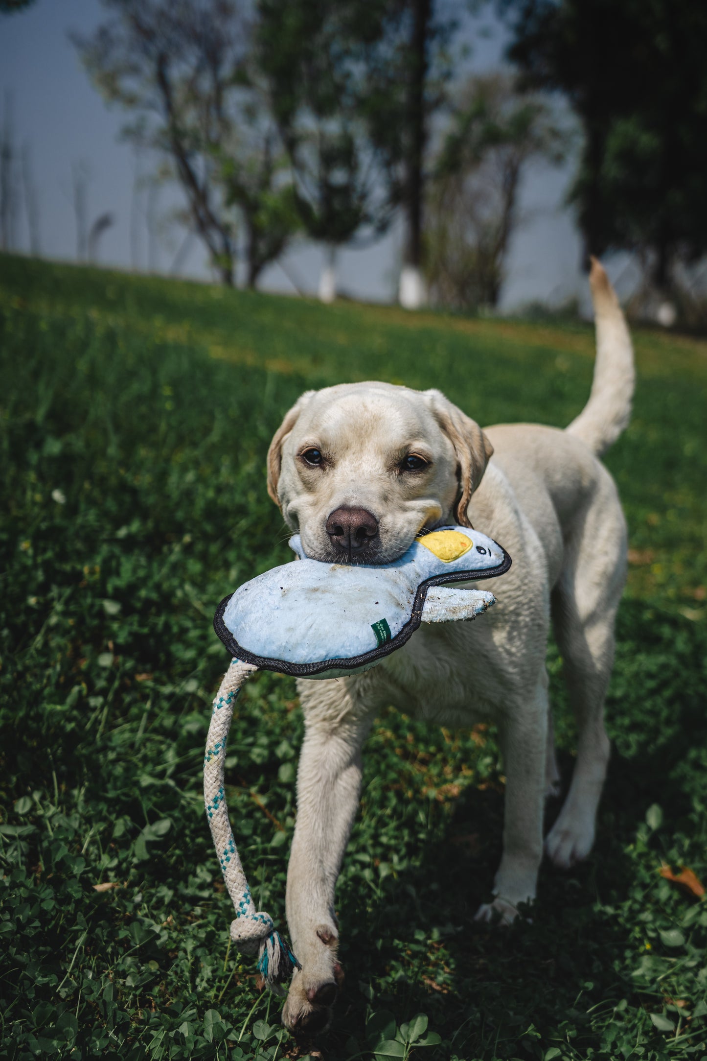 V-Pet Rough & Tough Welcome to the Farm Collection - Duck