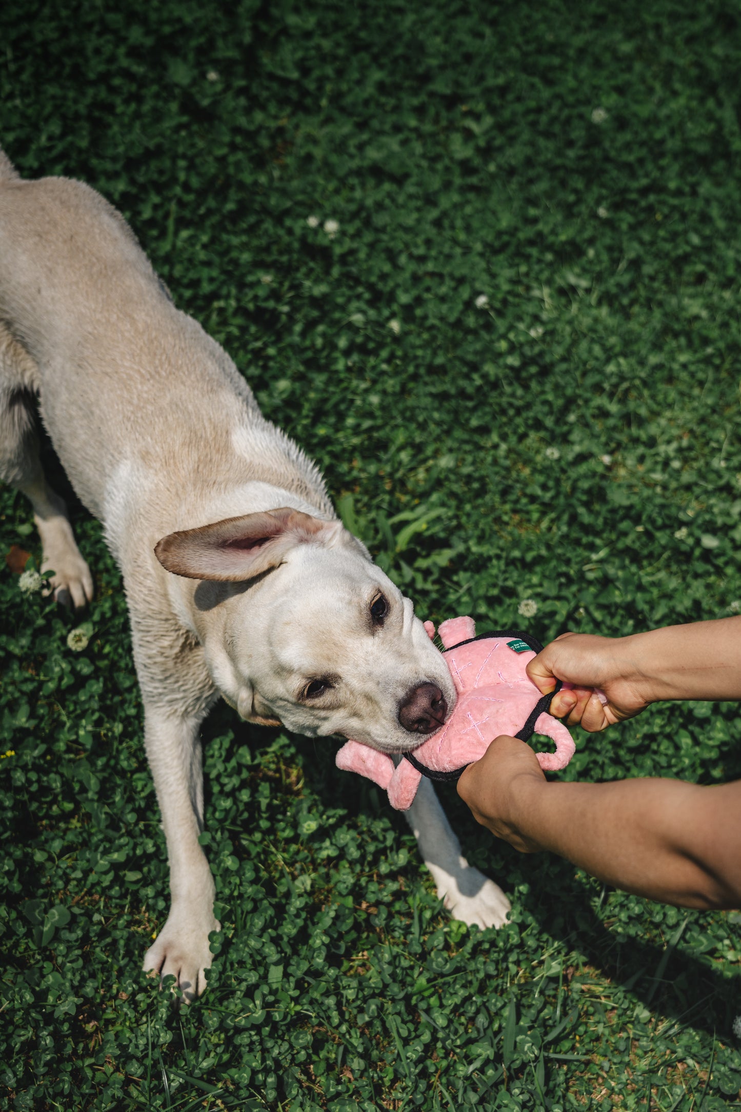 V-Pet Rough & Tough Welcome to the Farm Collection - Pig