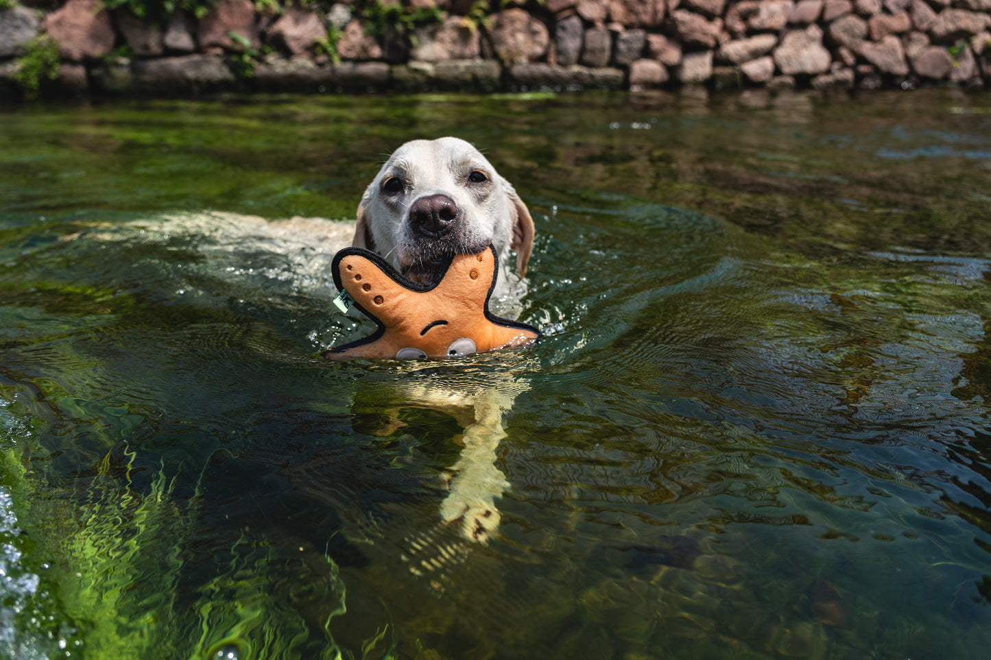 V-Pet Rough & Tough Wave Warriors Collection - Starfish