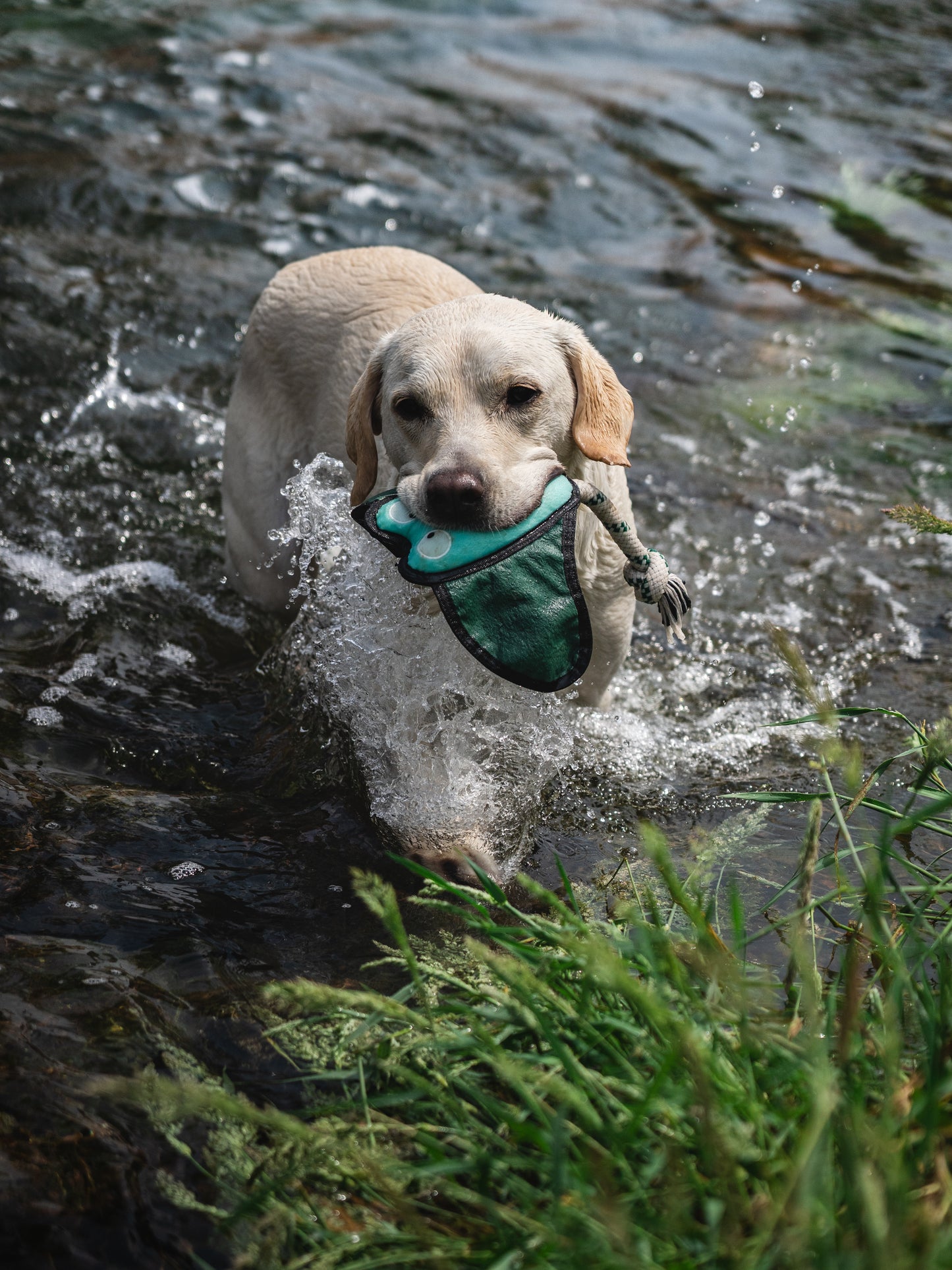 V-Pet Rough & Tough Wave Warriors Collection - Manta