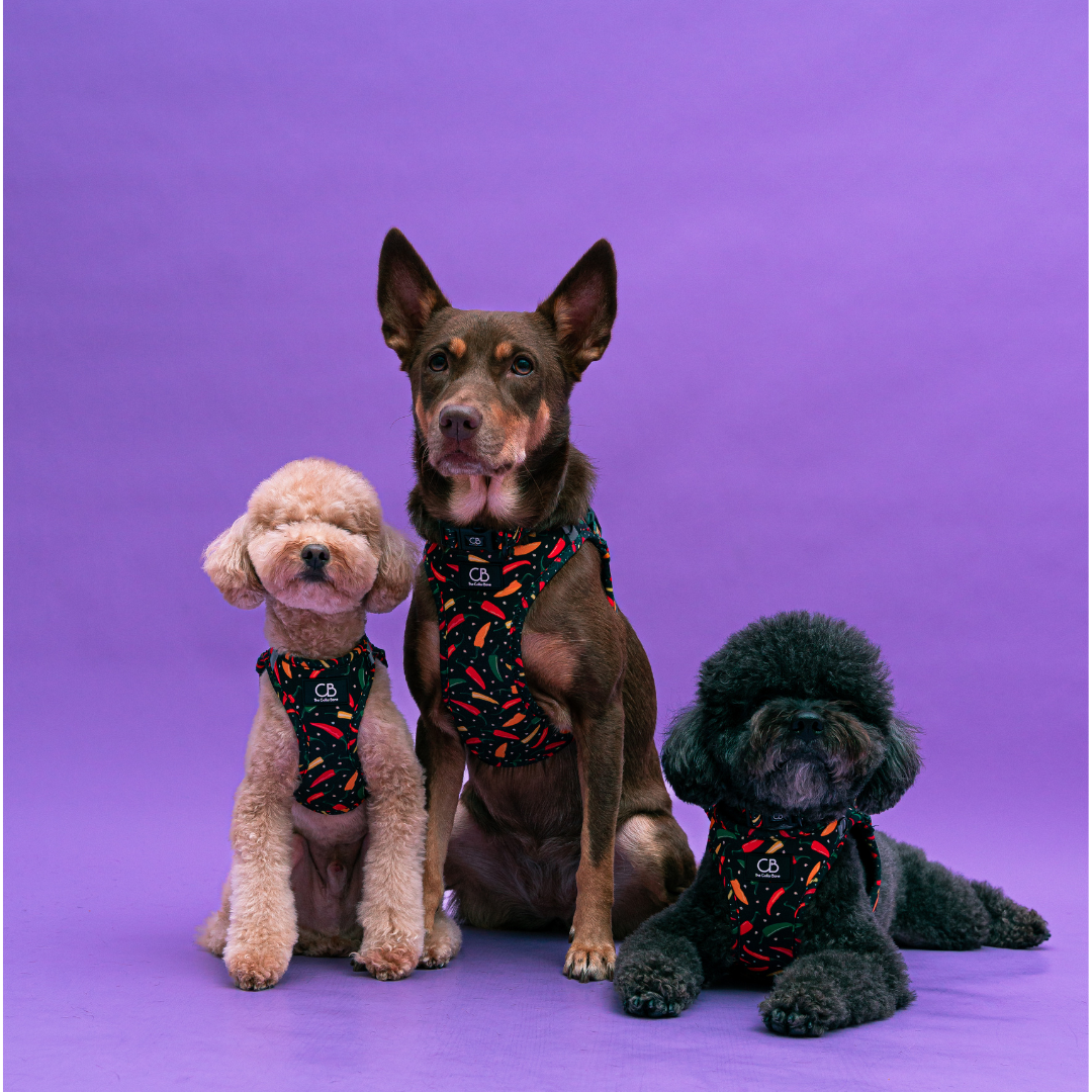 Teeny Step-In Vest/Harness in Black Bloom