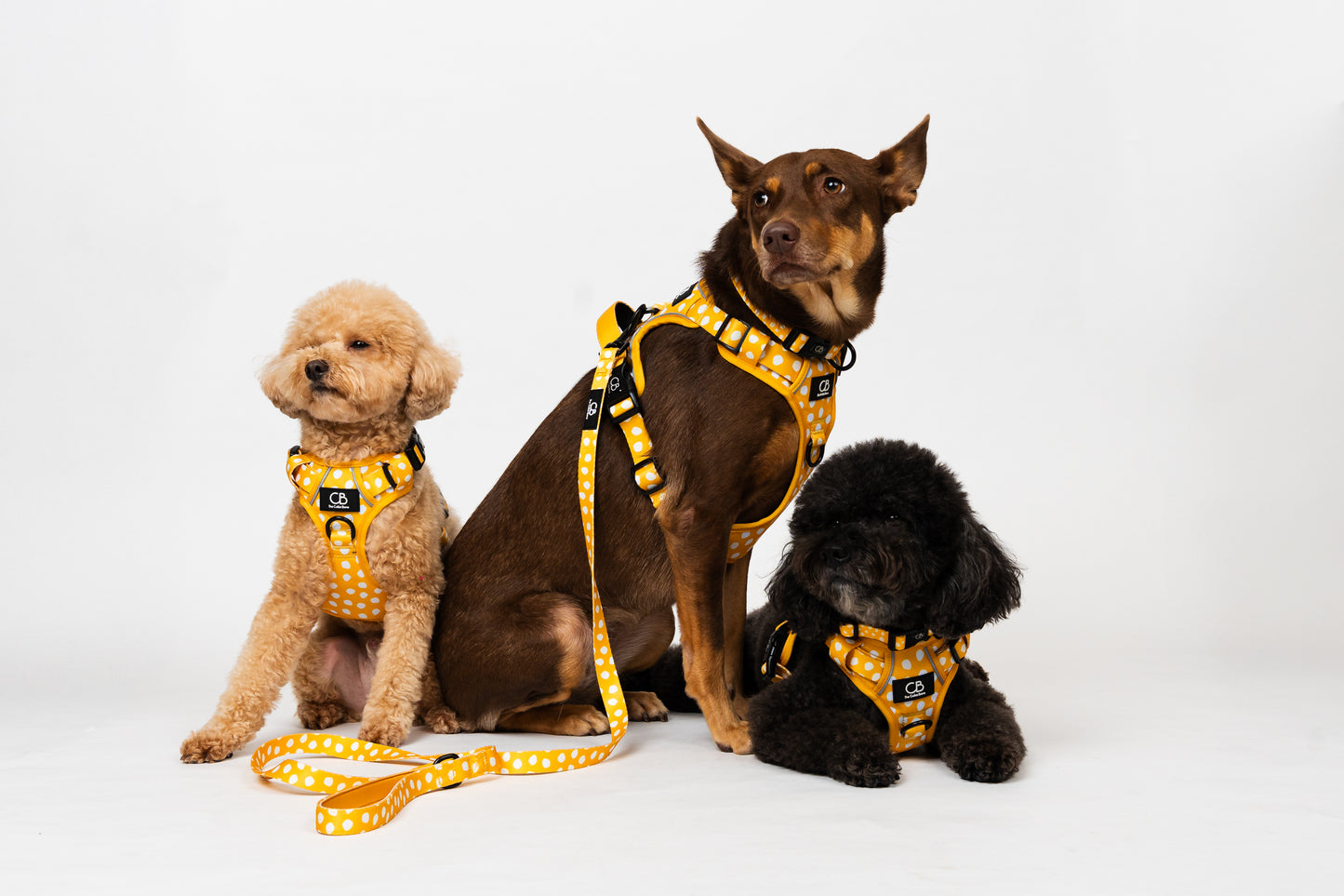 Oxford Active No-Pull Harness in Mustard & Mayo