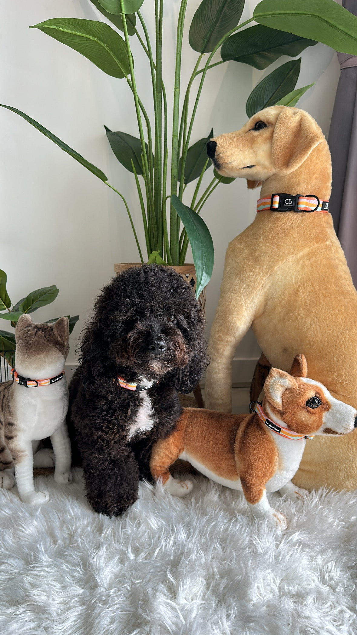 Halston Adjustable Pet Collar in Sun Beam