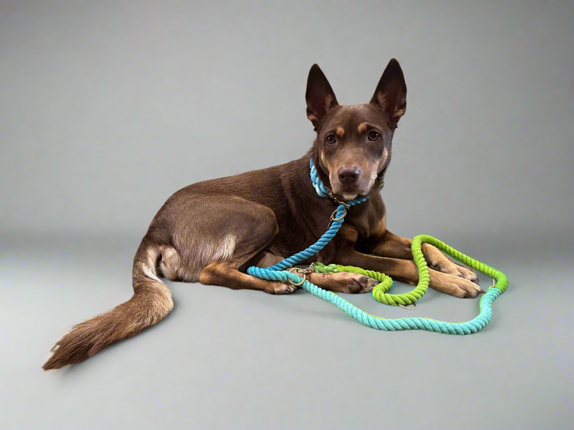 Knotty Multiway Handsfree Training Rope Leash in Ombre Blue Green