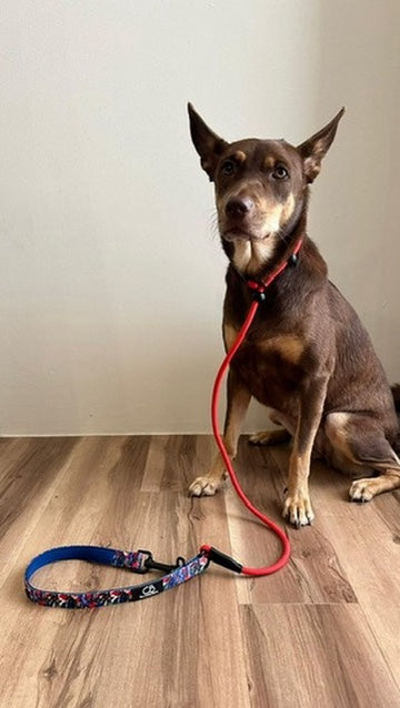 Paxton P-Leash in Mirage