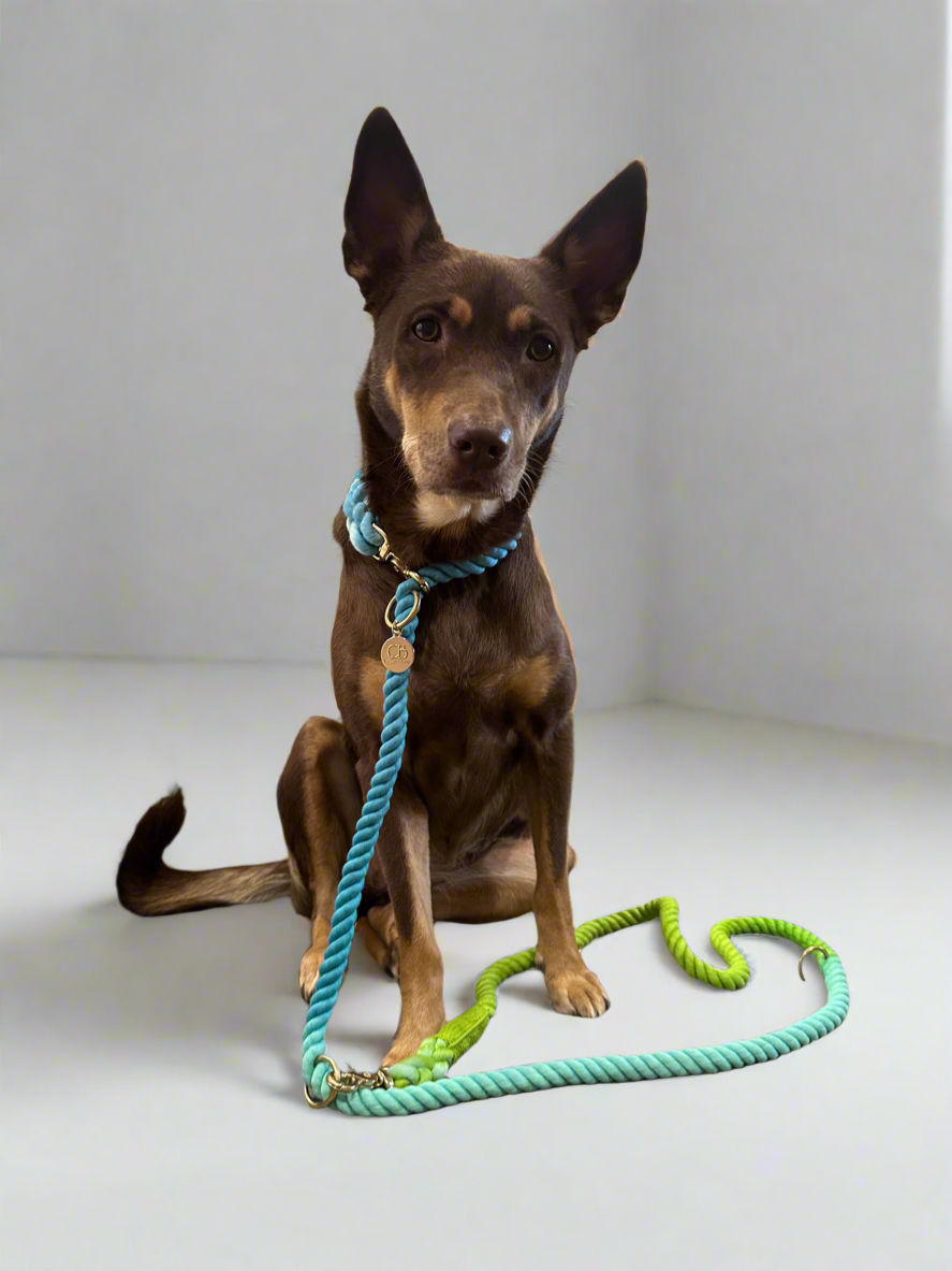 Knotty Multiway Handsfree Training Rope Leash in Ombre Blue Green