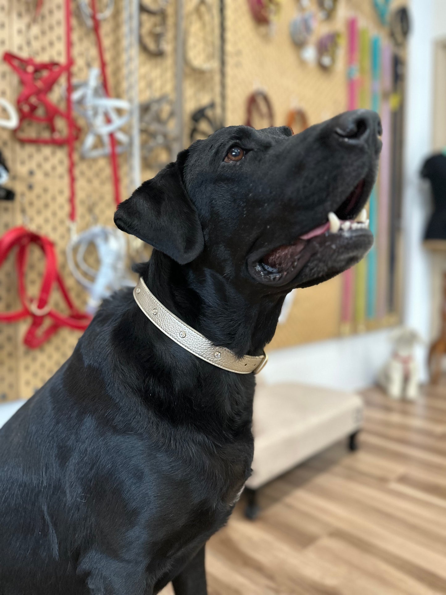 Zaara Bijou Embellished Vegan Leather Cat/Dog Collar in Gold (Special Edition)