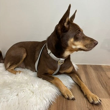 Zaara Vegan Leather Harness in Shimmering Silver