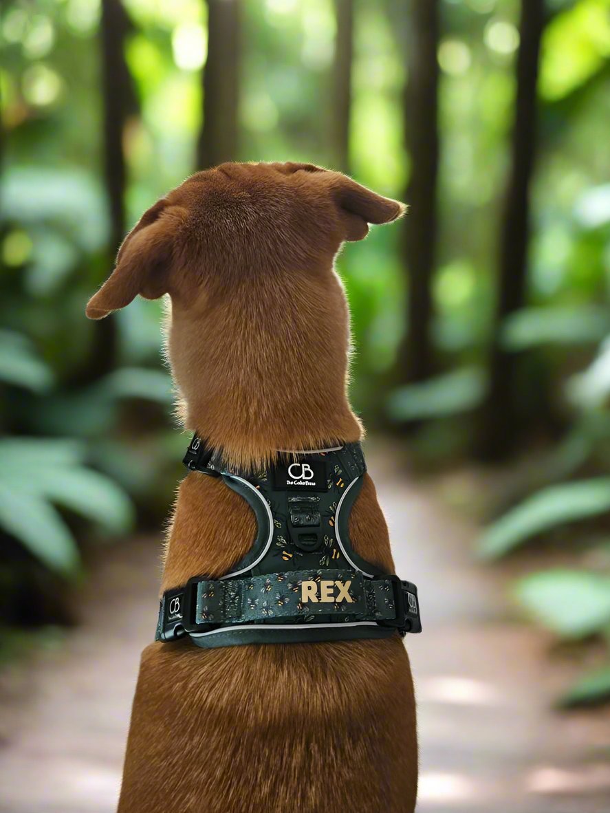 Oxford Active No-Pull Harness in Forest Bee