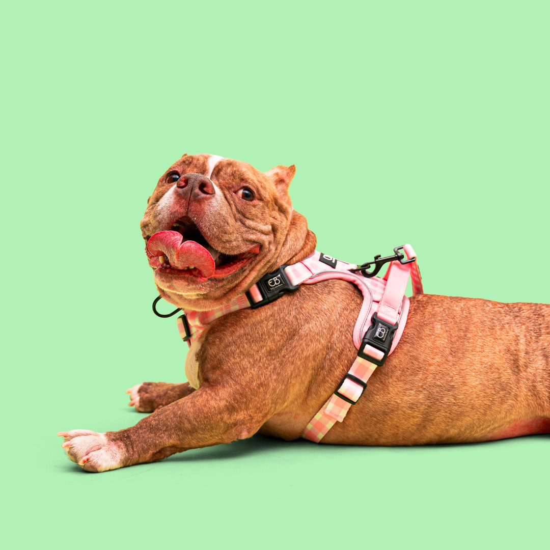 Oxford Active No-Pull Harness in Penelope Pink (Gingham)