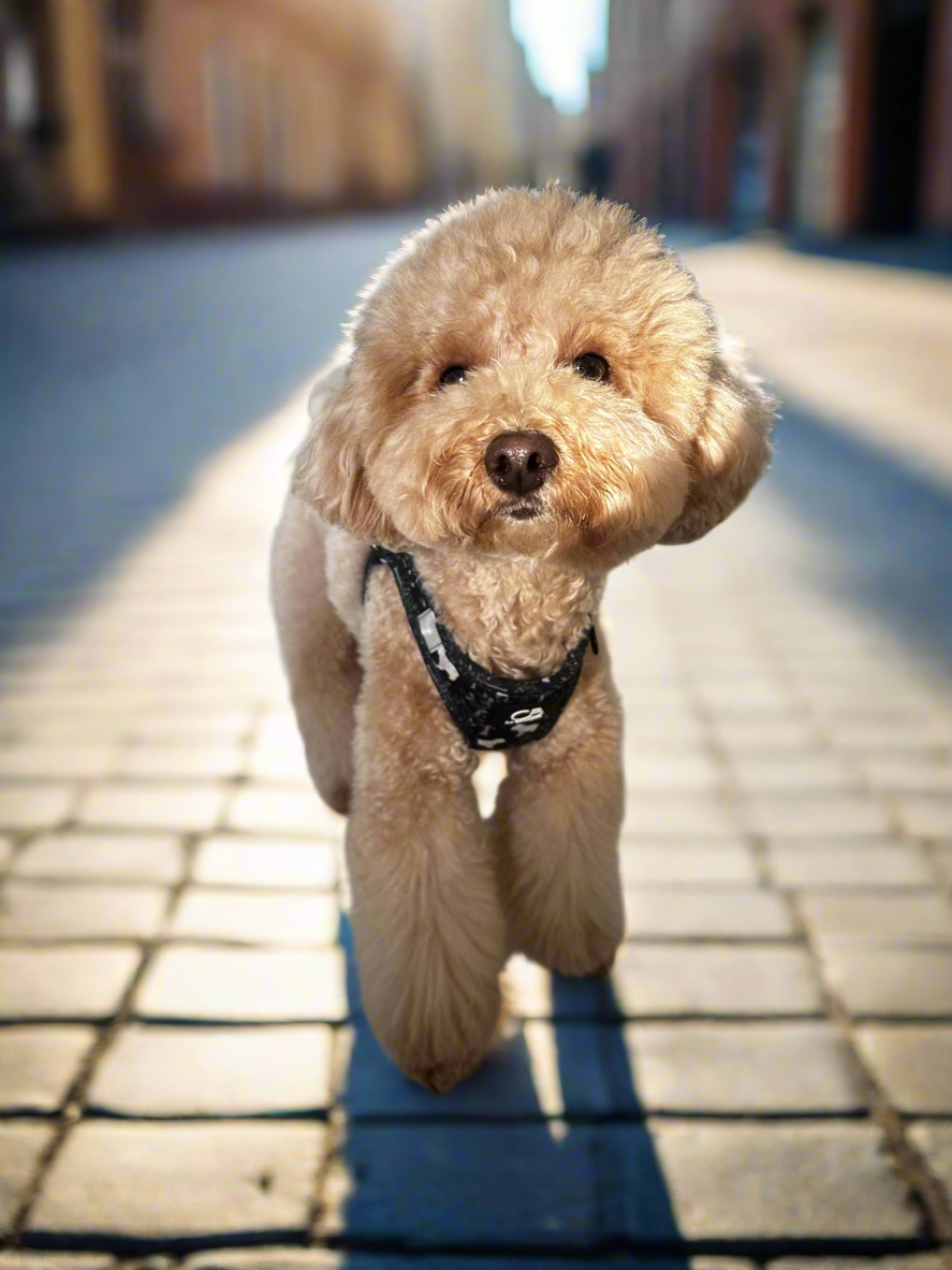 Teeny Step-In Vest/Harness in Brisk Bear