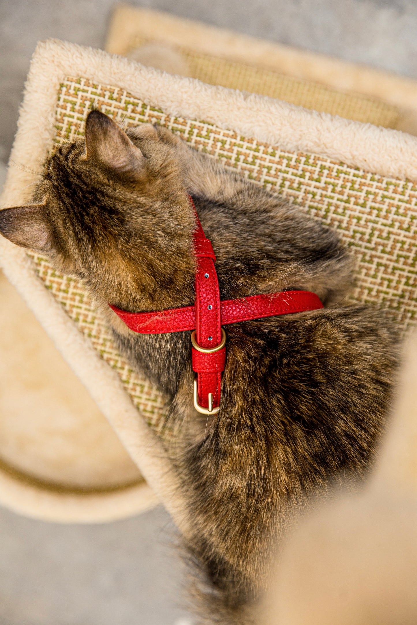 Zaara Vegan Leather Cat/Dog Collar in Velvet Red