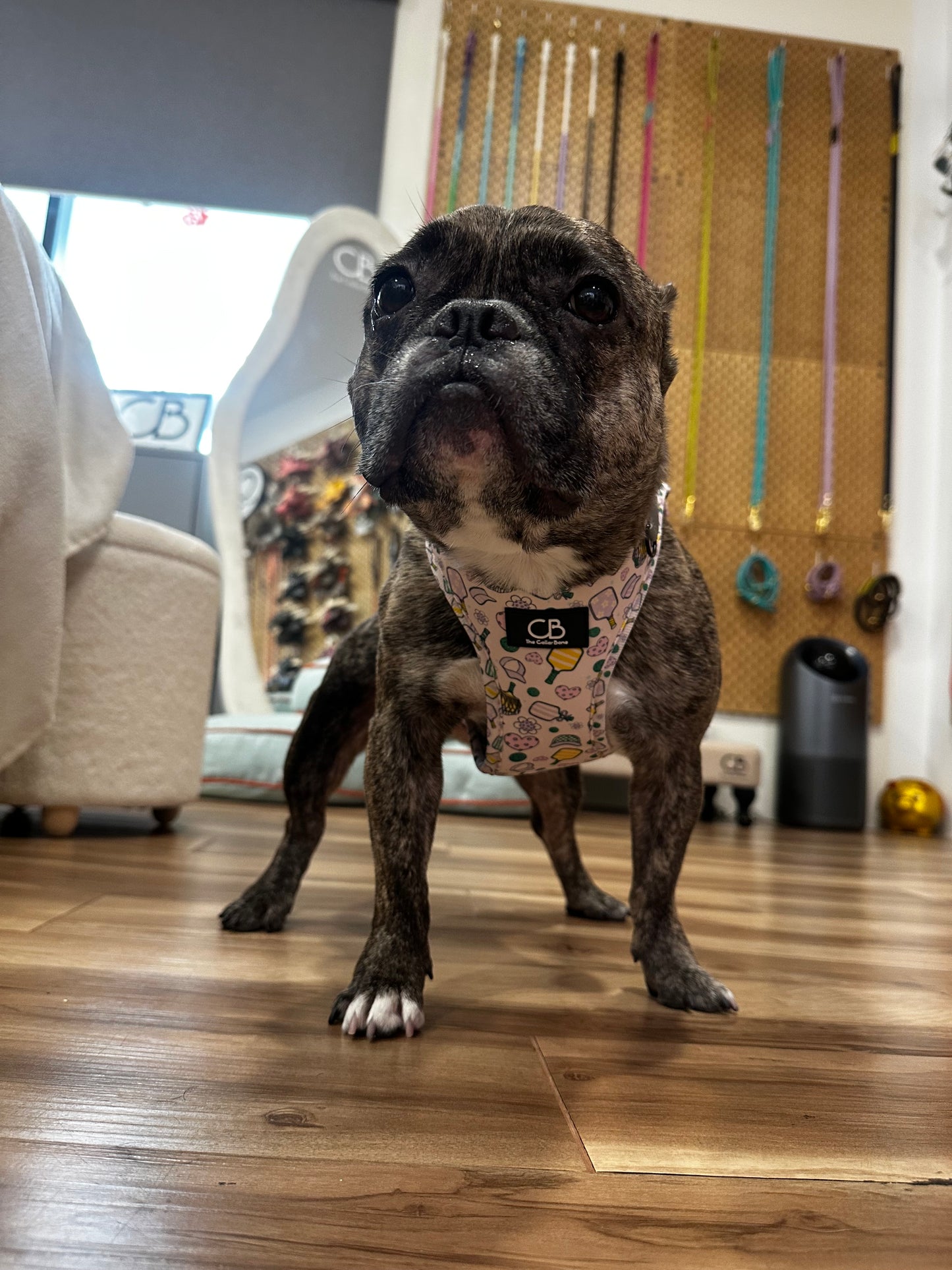 Teeny Step-In Vest/Harness in Pickleball Party