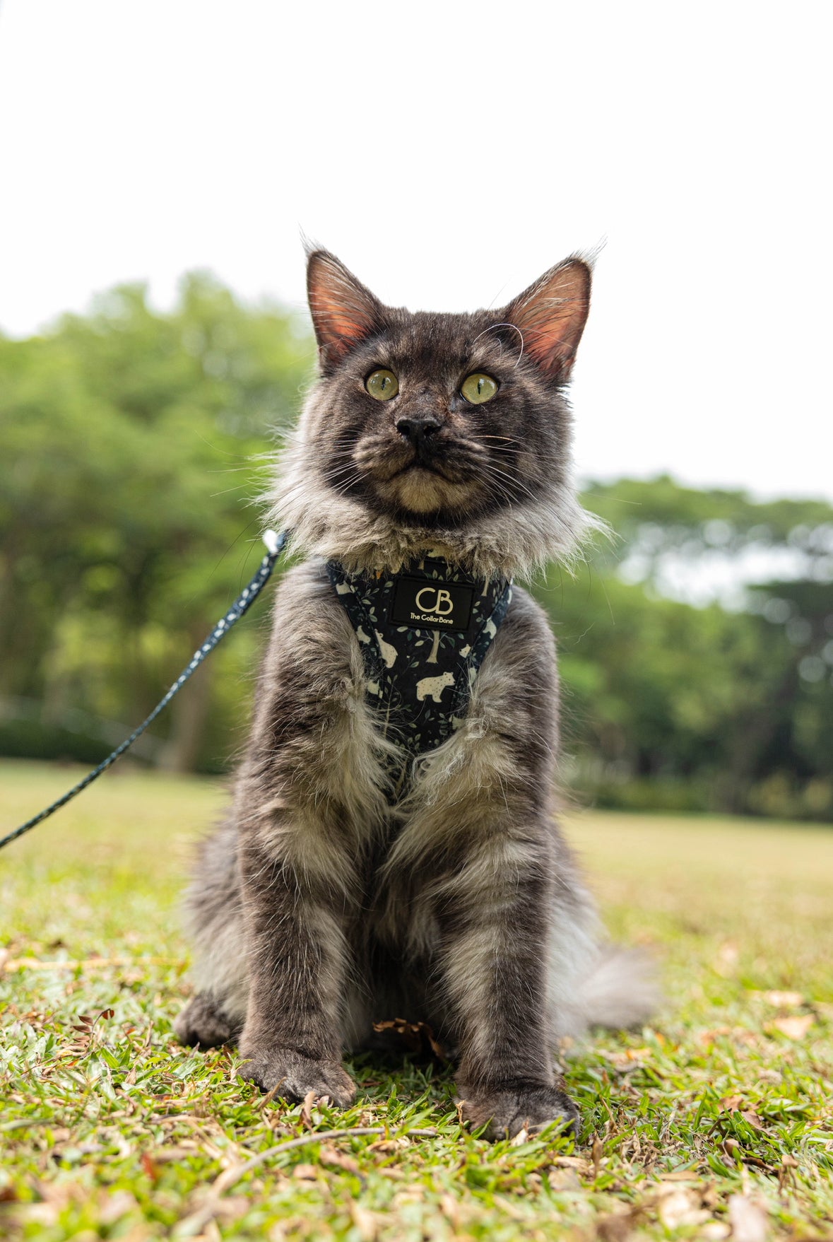Teeny Step-In Vest/Harness in Brisk Bear