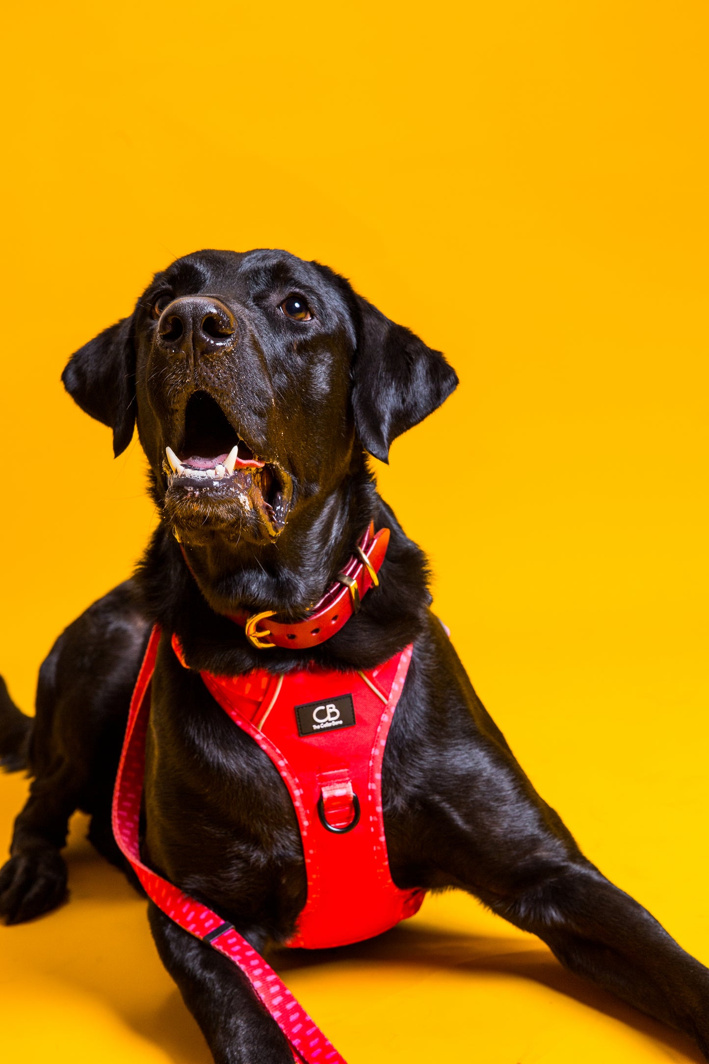 Charly Leather Collar in Red