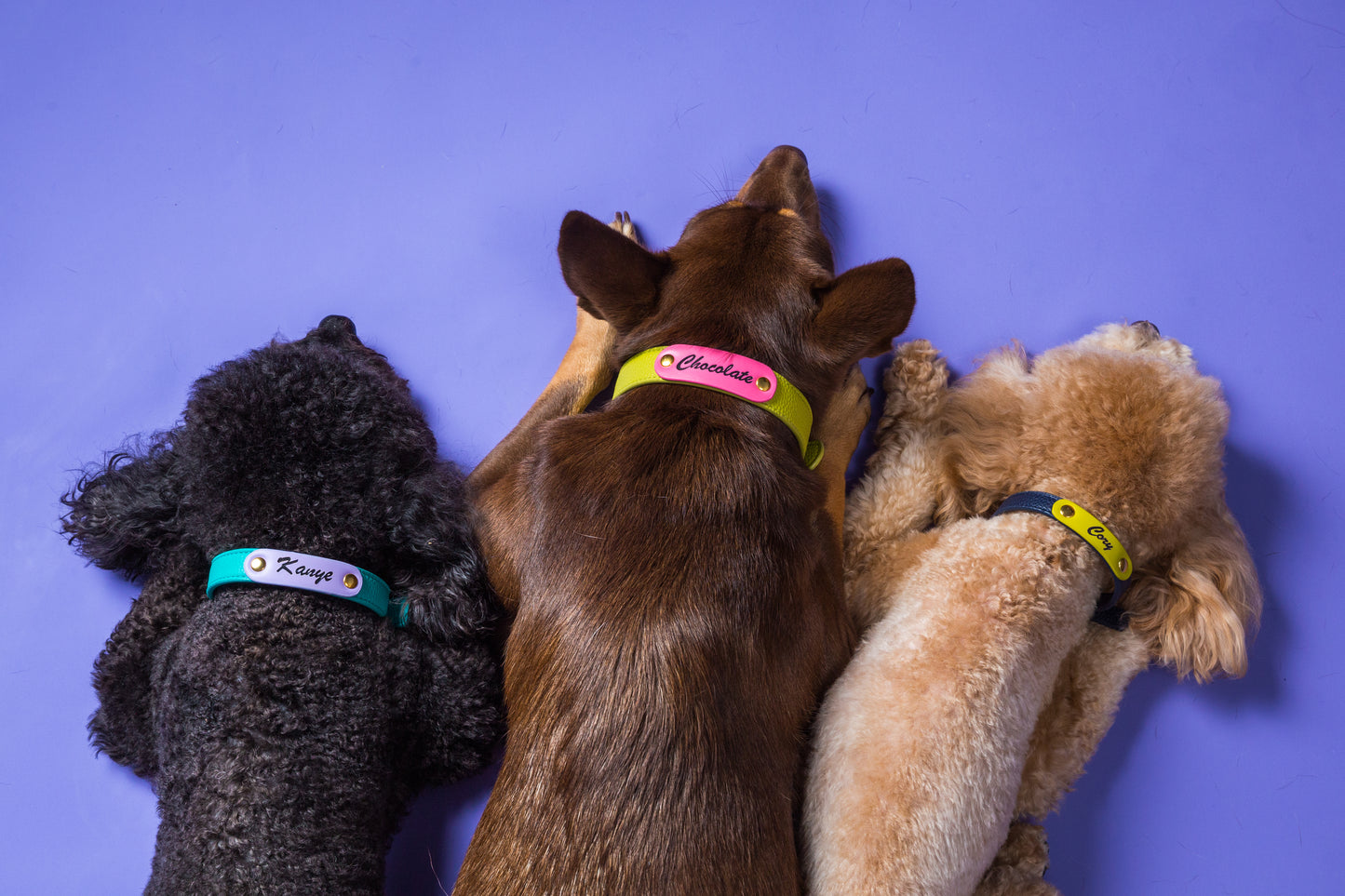 Zuri Faux Leather Cat/Dog Collar in Hot Pink
