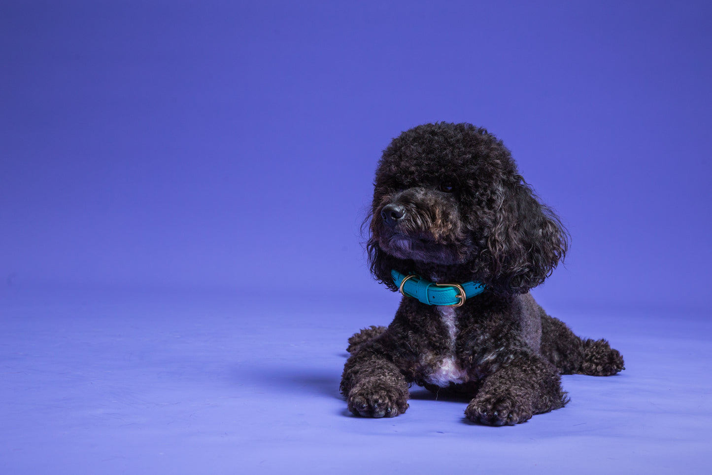 Zuri Faux Leather Cat/Dog Collar in Turquoise