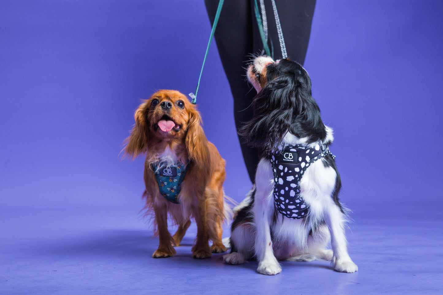 Teeny Step-In Vest/Harness in Spots