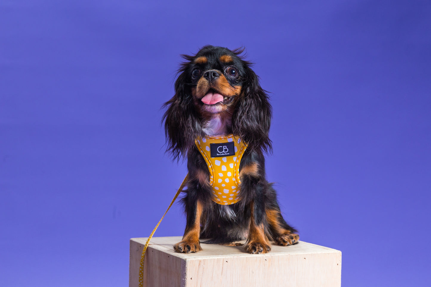 Teeny Step-In Vest/Harness in Mustard & Mayo