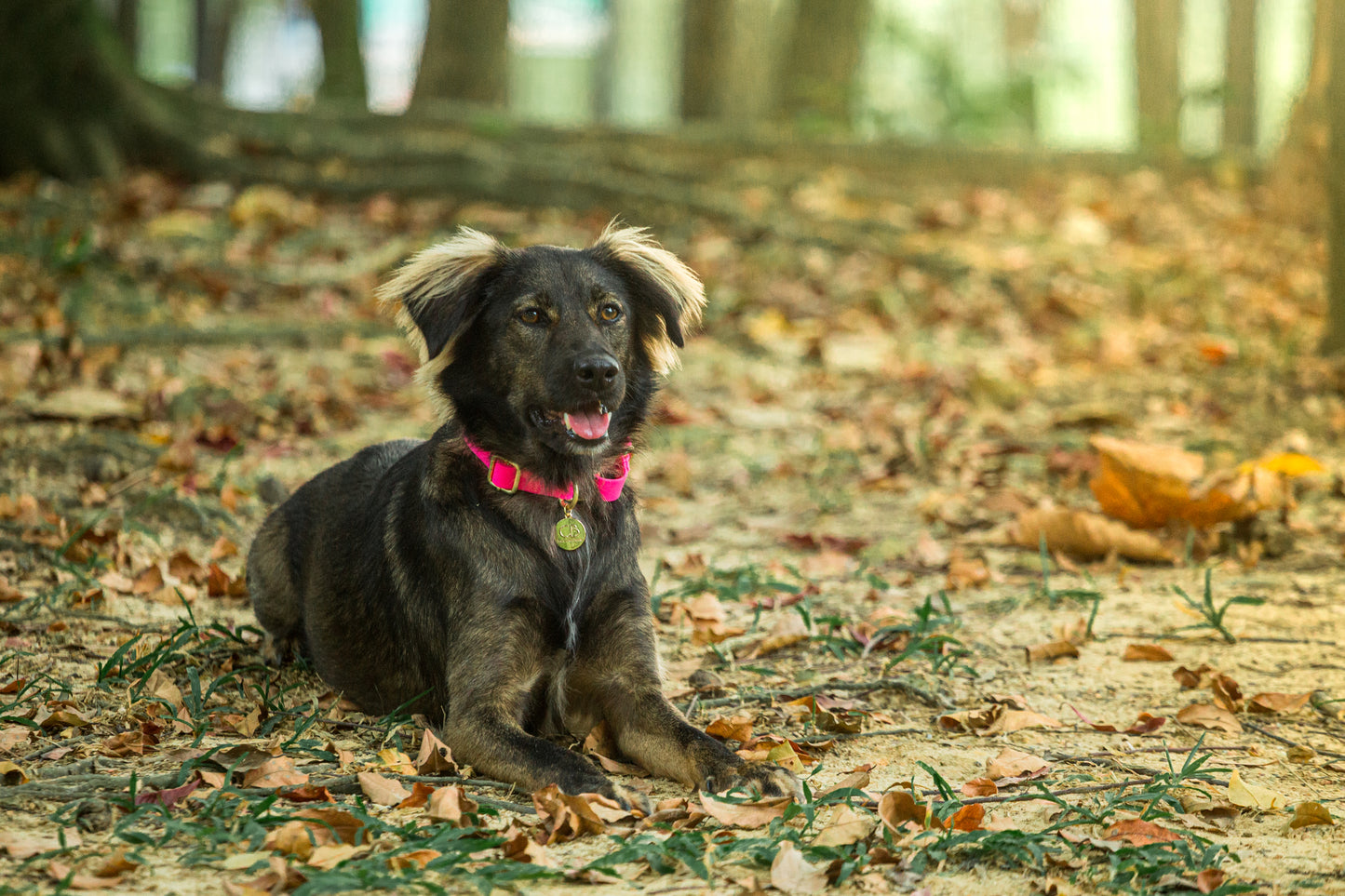 Oceane Waterproof Martingale Collar in Neon Pink