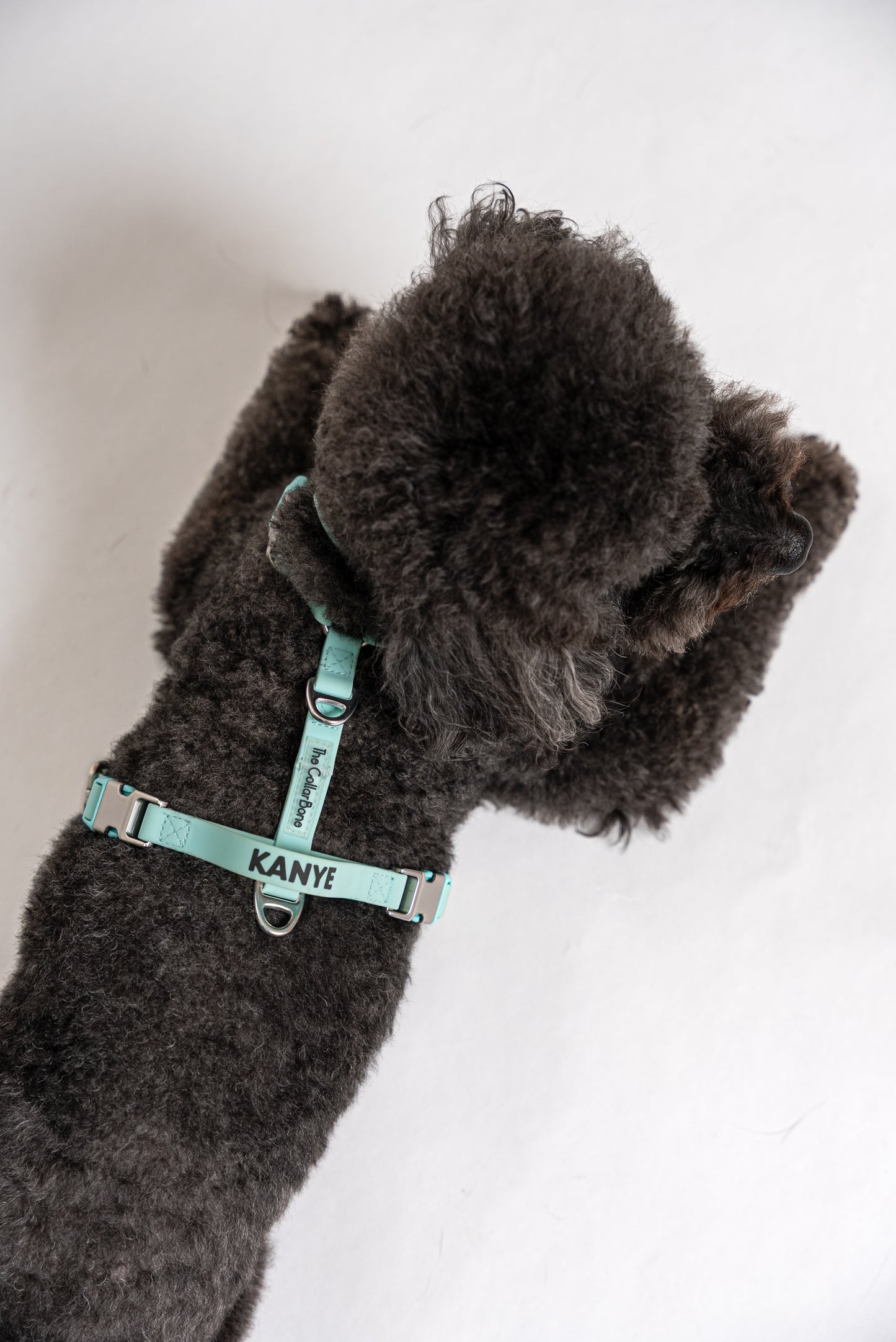 Oceane 2.0 Waterproof Y-Harness in Tiffany's Afterglow (Glow-in-the-Dark Blue)