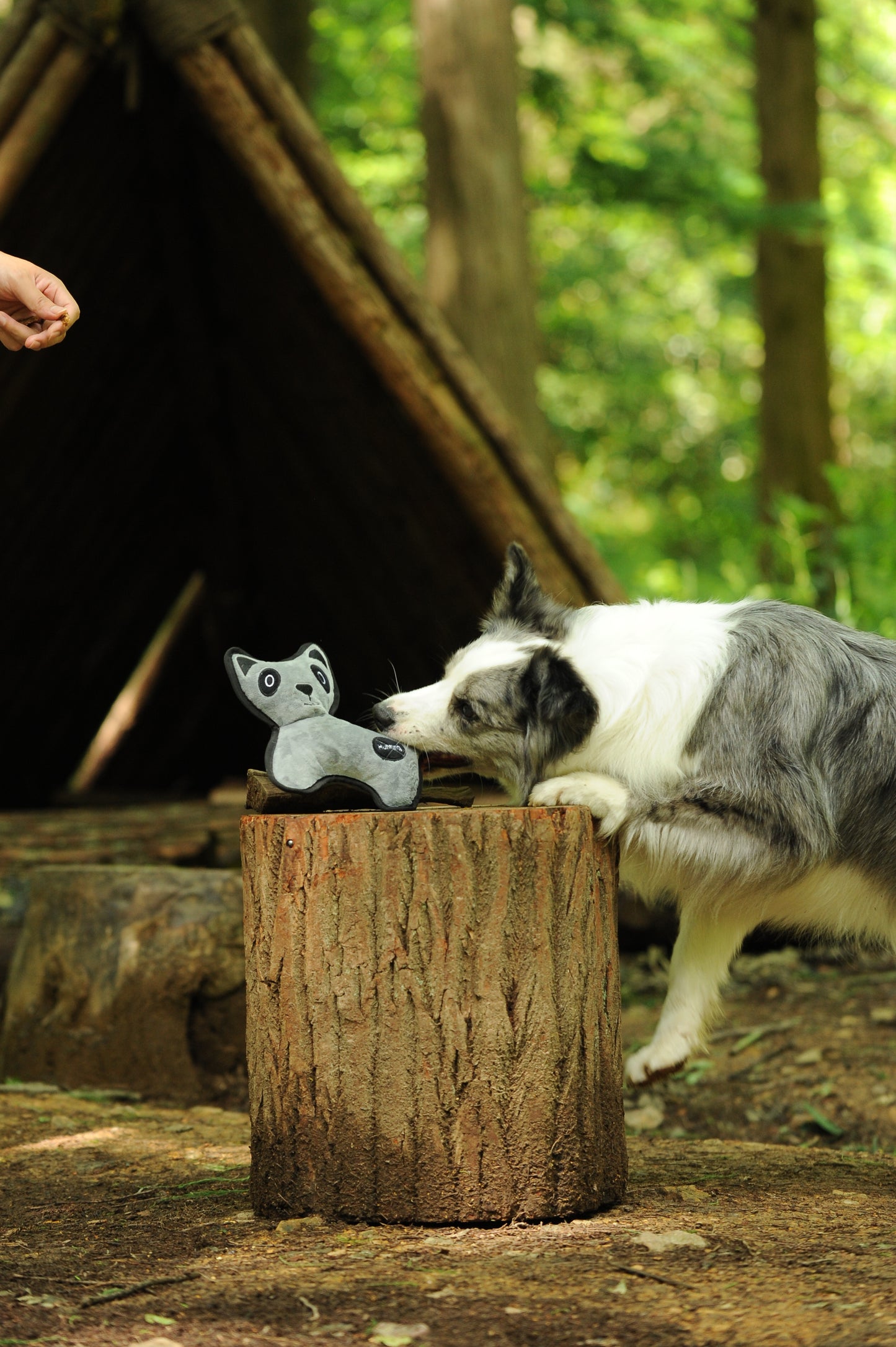 V-Pet Rough & Tough No Hunting Collection - Coati