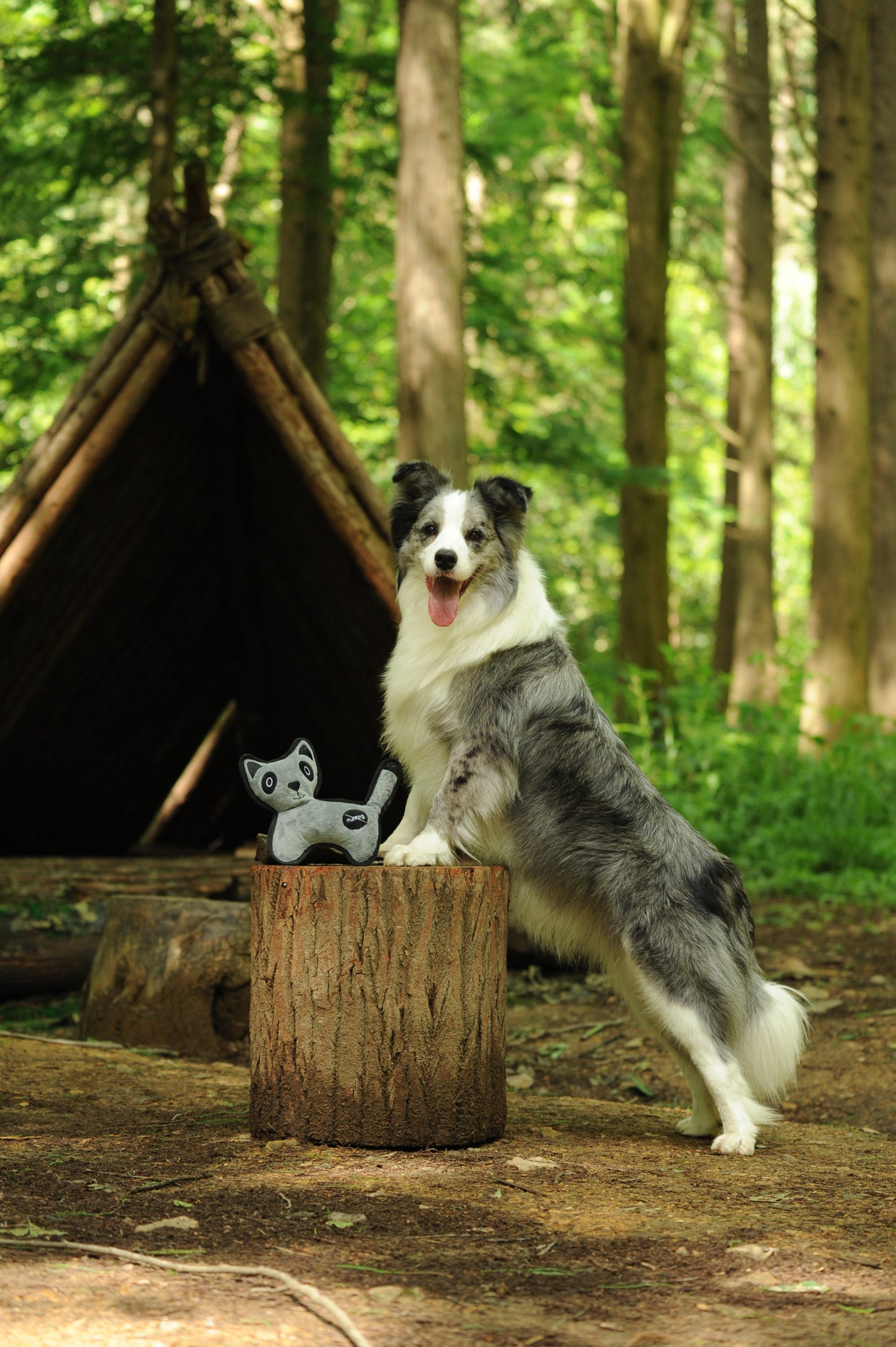 V-Pet Rough & Tough No Hunting Collection - Coati