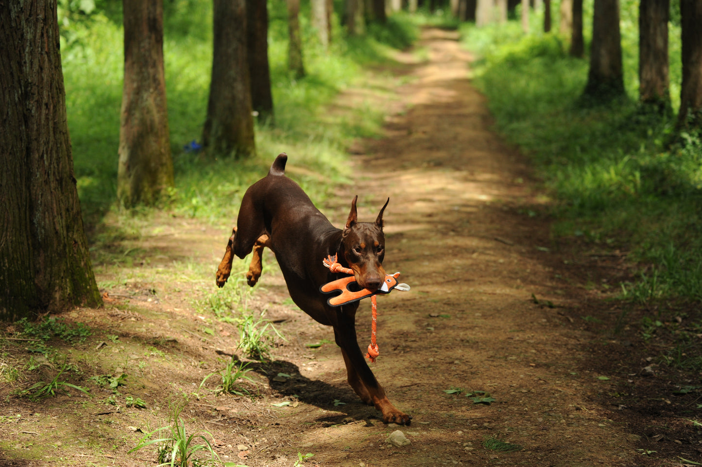 V-Pet Rough & Tough Wild Wonders Collection - Fox