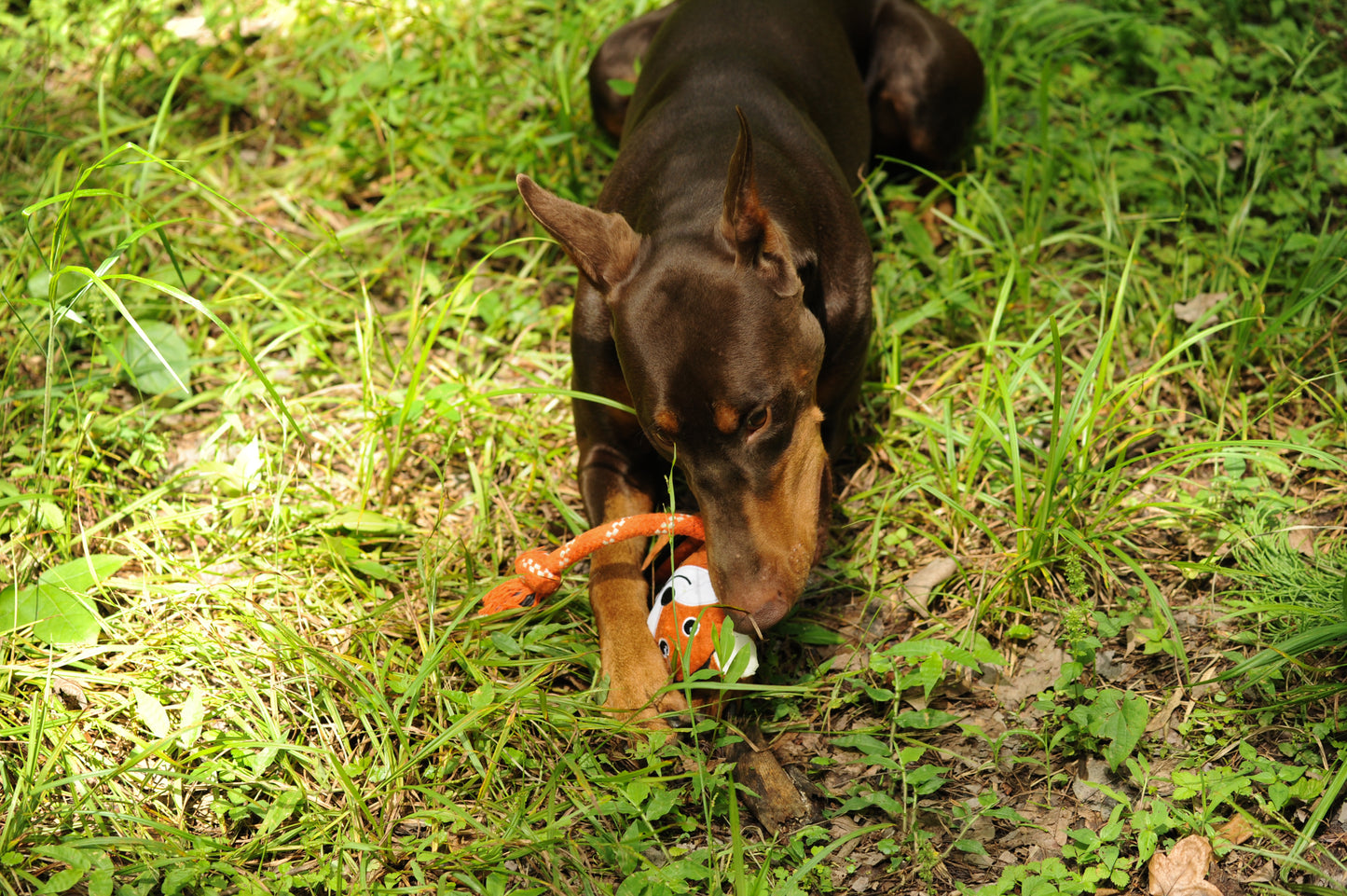 V-Pet Rough & Tough Wild Wonders Collection - Fox