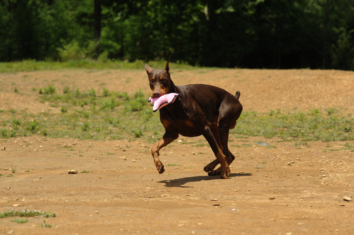 V-Pet Rough & Tough No Hunting Collection - Hippo